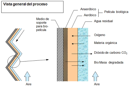 Proceso de biopelicula